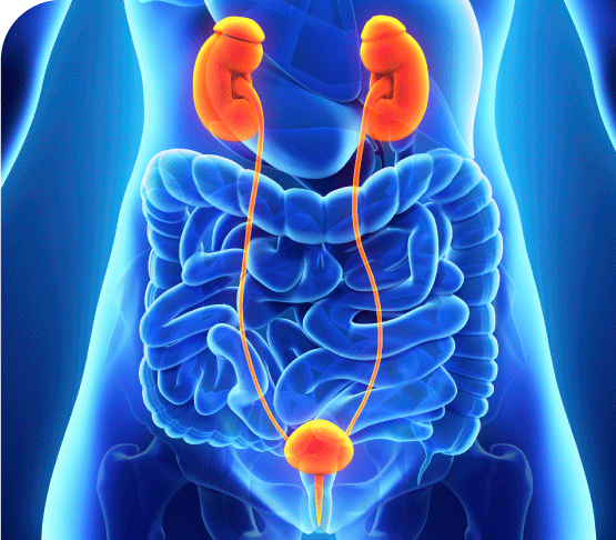 Urología